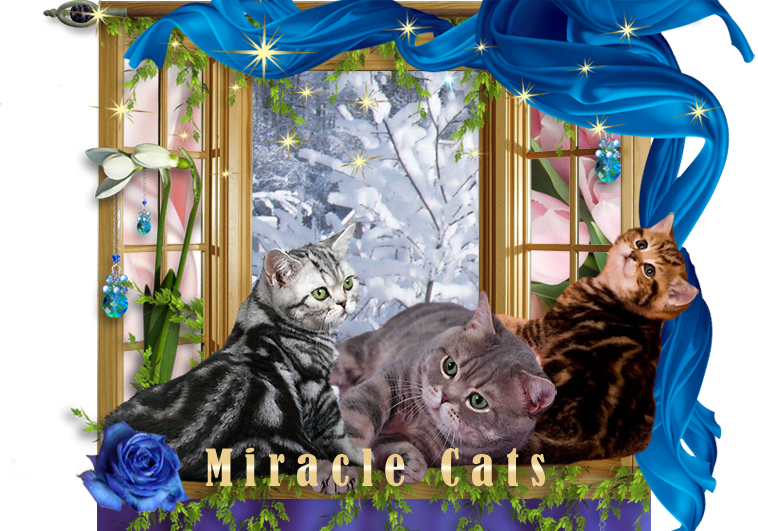 ���� �� ���� ��������� ���������� ����� MIRACLE CATS ����� ������������