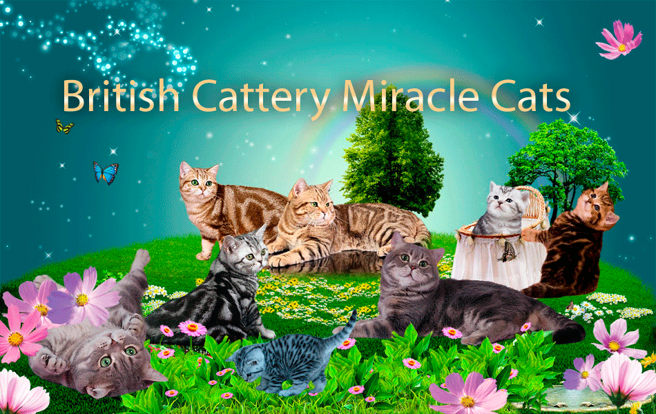      Miracle Cats   .