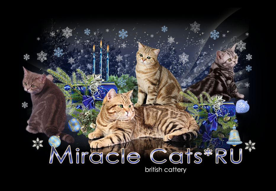��� ����� �� ���� ��������� Miracle Cats ������� �� ��������.