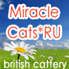 Питомник Miracle Cats британские кошки